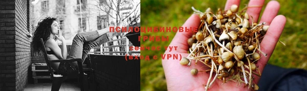 стаф Аркадак